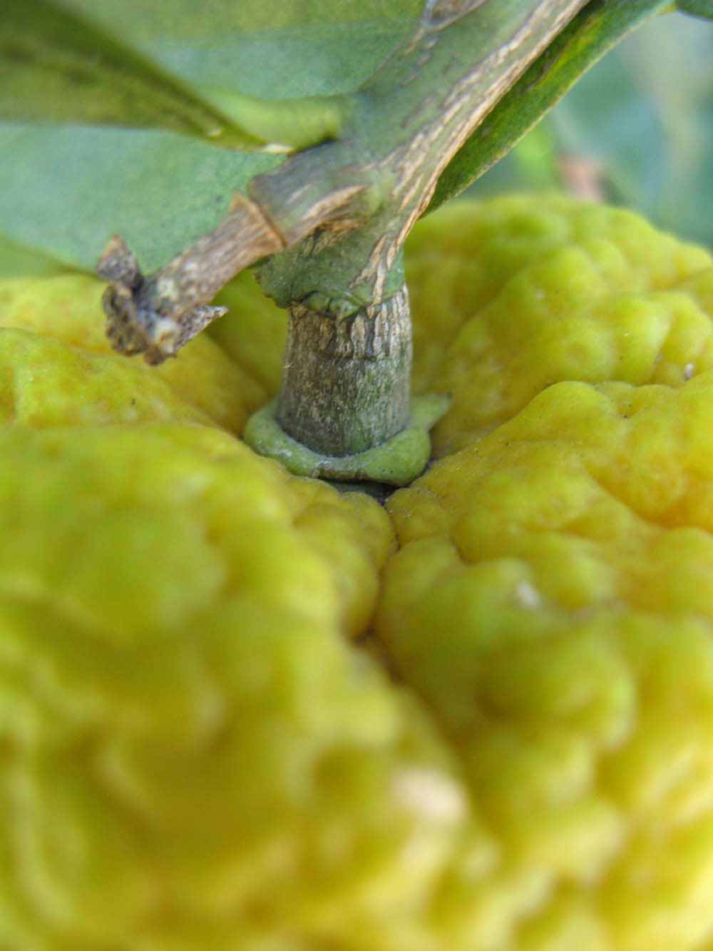            Fruit (Winter Haven, FL)   